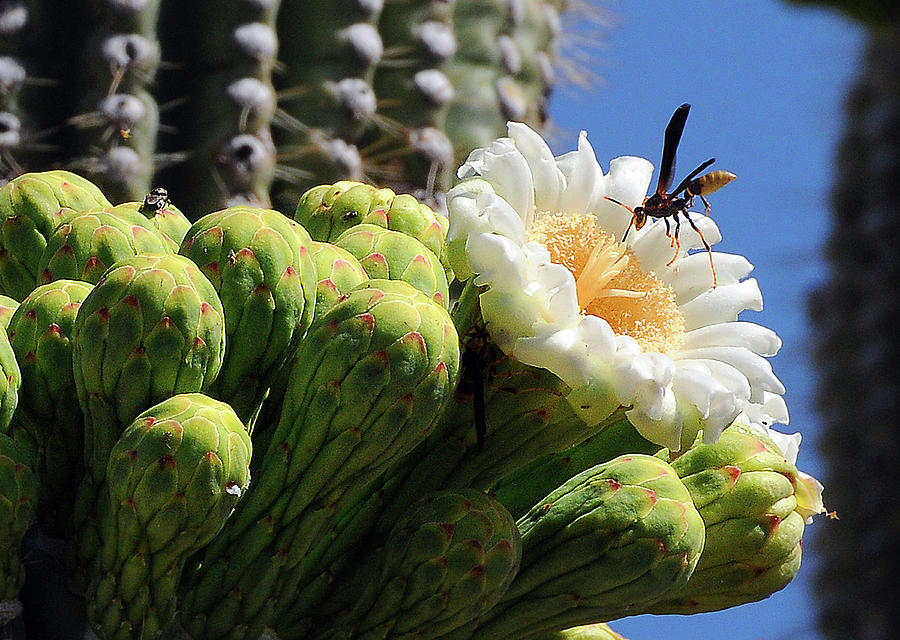 Wasp on Saguaro Bloom Photograph by Ted Keller