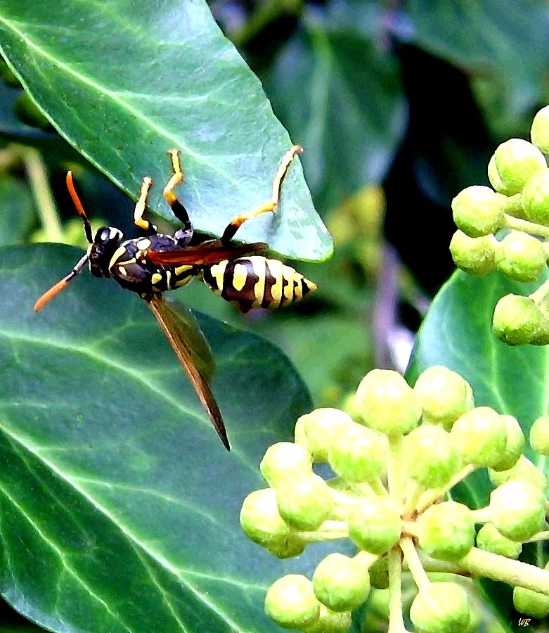 Wasp On The Ivy Photograph by Will Borden