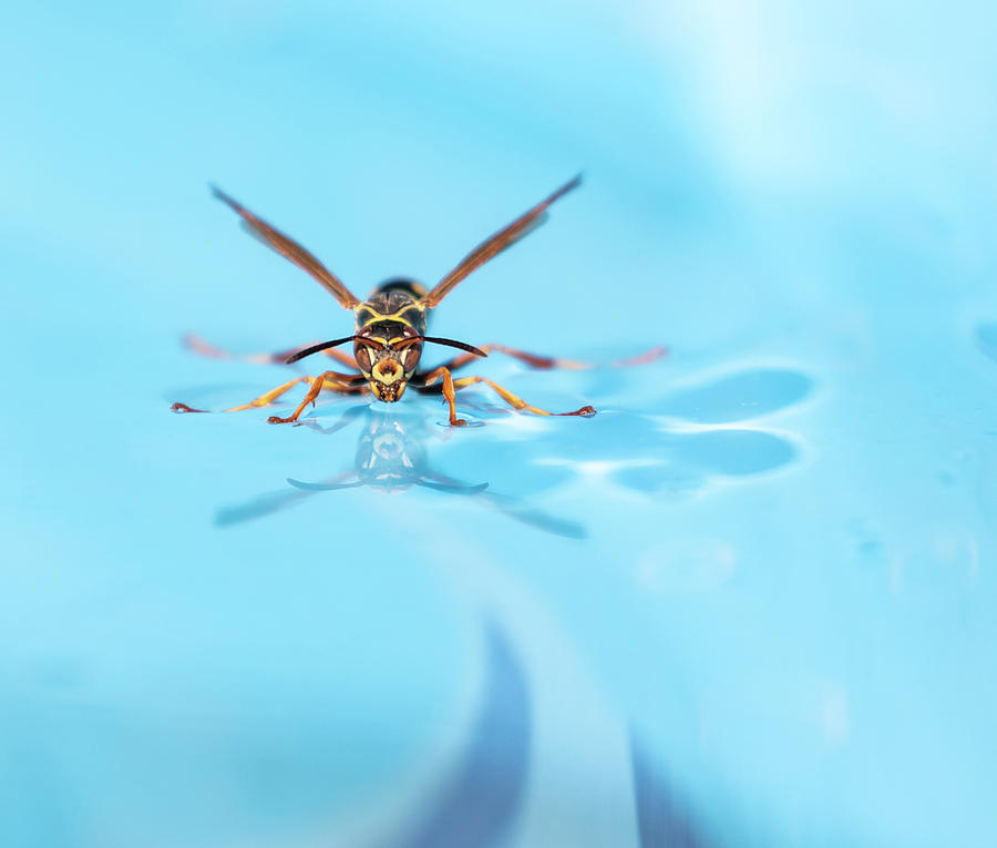 Wasp On Water 2018-1 Photograph by Thomas Young