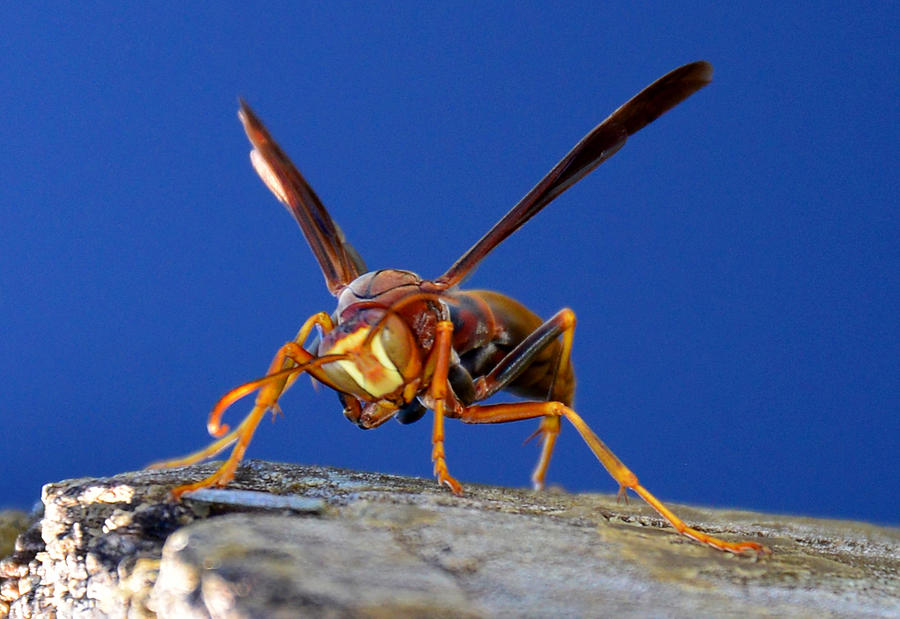 Wasp on wood Photograph by David Lee Thompson