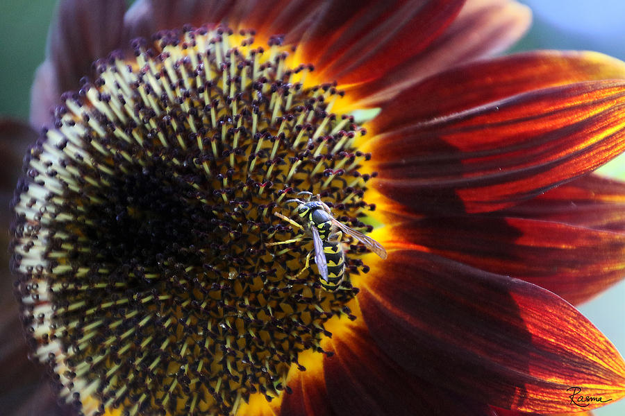 Sunflower Photograph - Wasp by Rasma Bertz