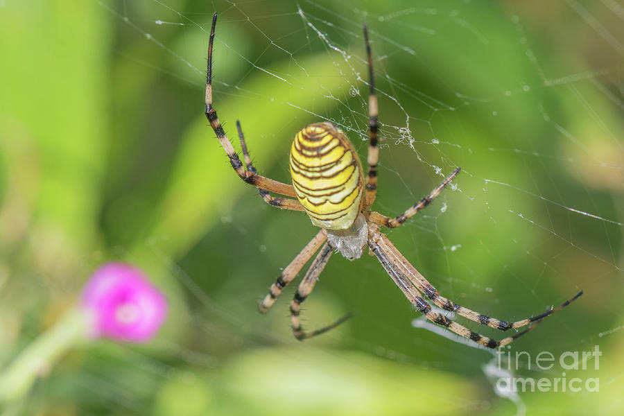 Wasp spider - Argiope bruennichi Photograph by Jivko Nakev
