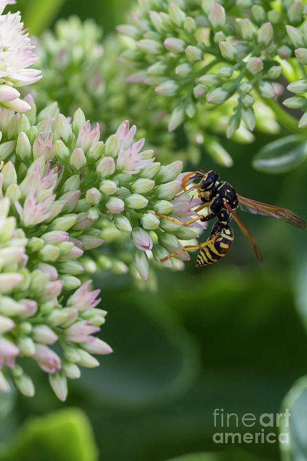 Wasp Photograph by Steve Triplett