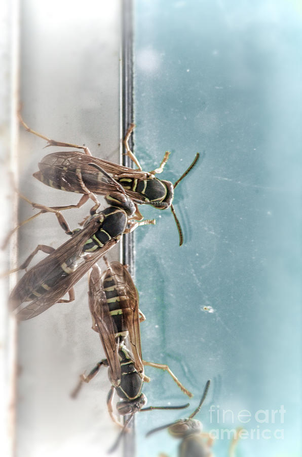 Wasps Photograph by Jill Battaglia