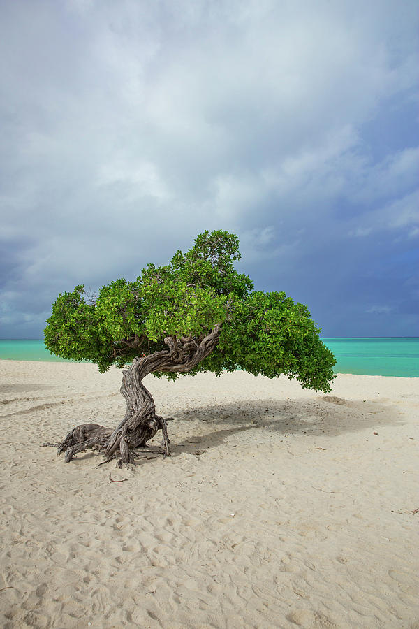 Watapana Tree During a Winter Storm On Aruba Photograph by Bridget Calip