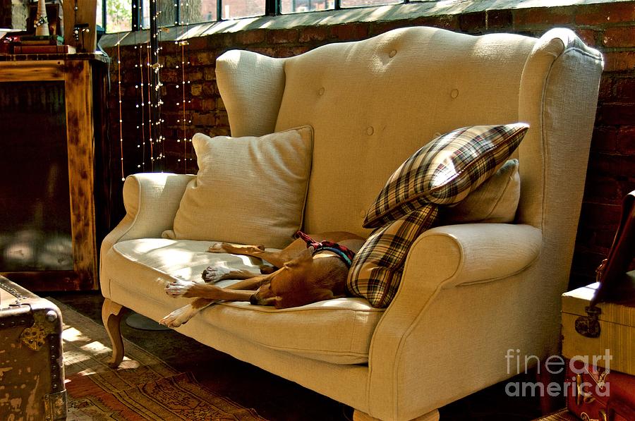 Watch Dog by Matty Archer Watch Dog by Matty Archer