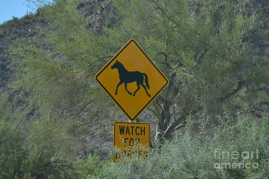 Watch for Horses Photograph by Heather Kirk
