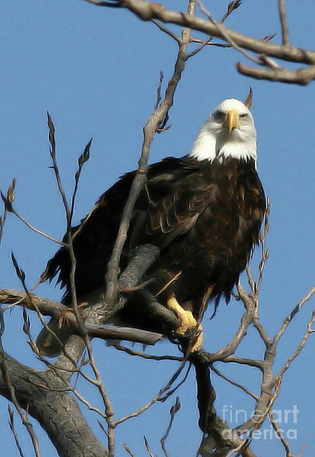 Eagle Photograph - Watch on the Fox by Tommy Anderson