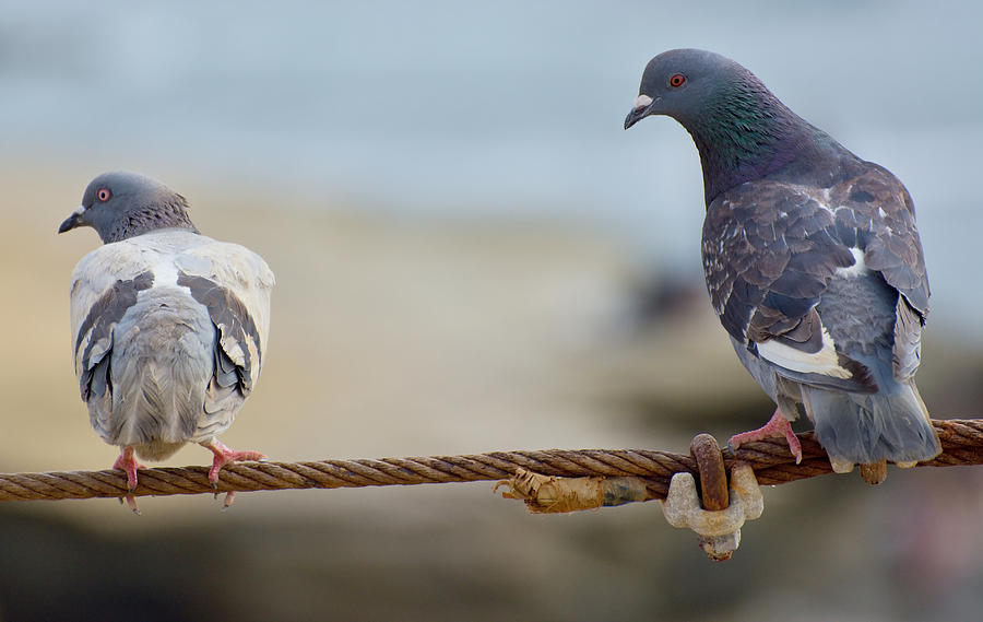 Watch Your Back- Pigeons Photograph by See My Photos - Fine Art America