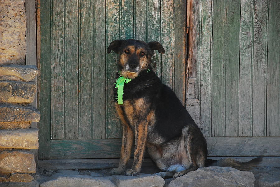 Dog Photograph - Watchdog by Juan Gnecco