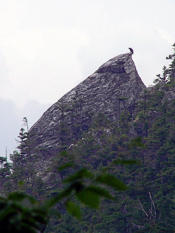 Wildlife Photograph - Watcher on Pinnacle Rock by Frank LaFerriere