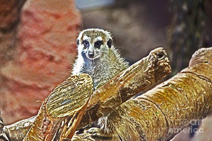 Watchful and Slightly Myopic Meerkat   Photograph by David Frederick