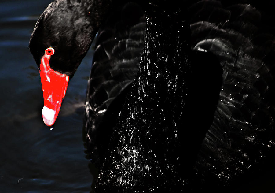 Watchful Black Swan Photograph by Miroslava Jurcik