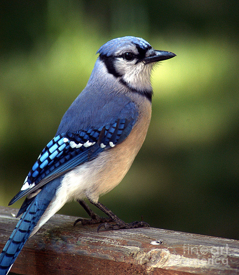 Watchful Blue Jay Photograph by Clayton Bruster
