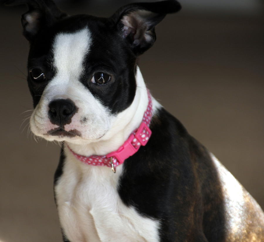 Watchful Boston Terrier Pup Photograph by Valerie Collins