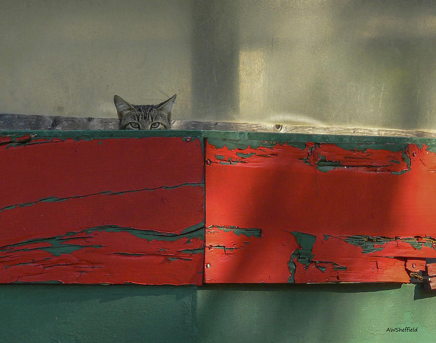 Cat Photograph - Watchful Cat by Allen Sheffield Cat Photograph - Watchful Cat by Allen Sheffield