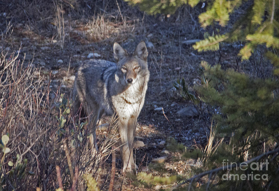 Watchful Coyote Photograph by C