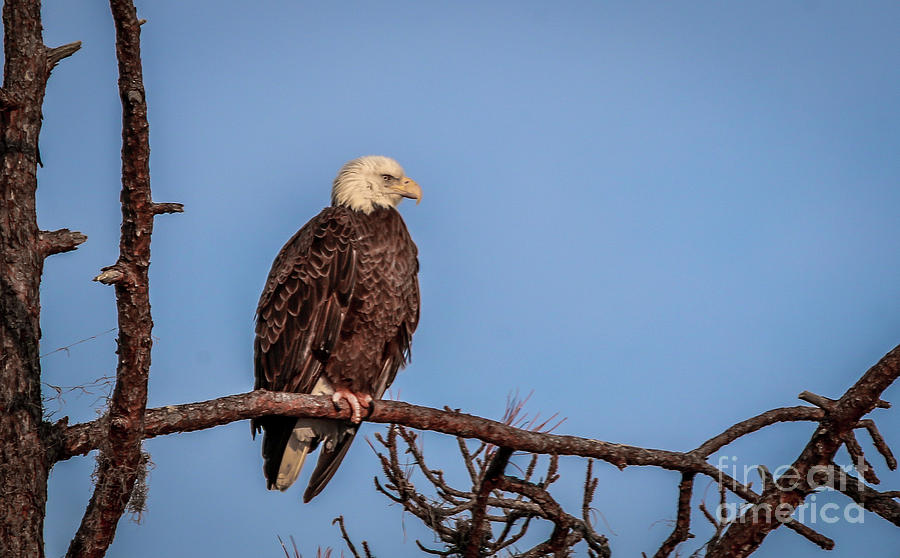 Watchful Eagle in Tree Photograph by Tom Claud