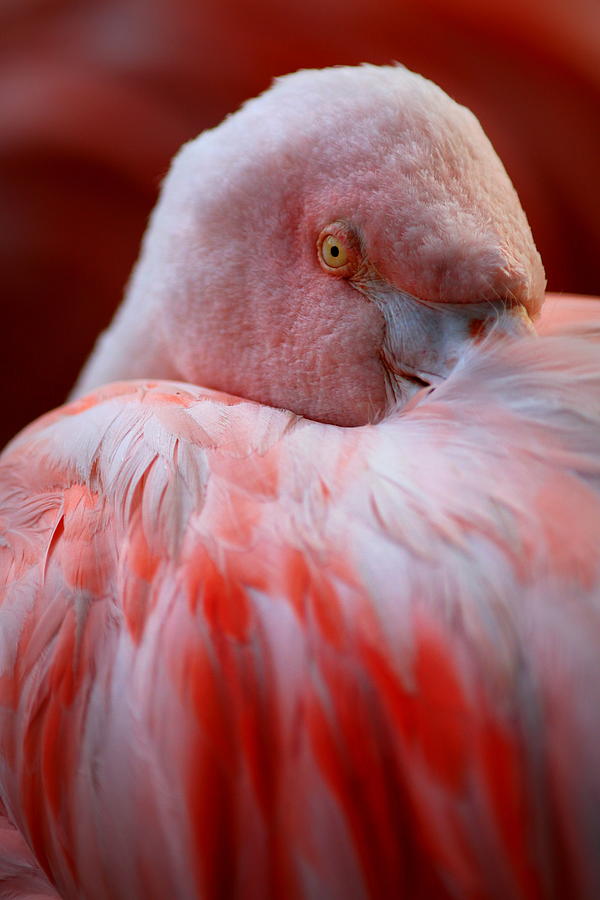 Flamingo Photograph - Watchful Eye by Bill Keiran