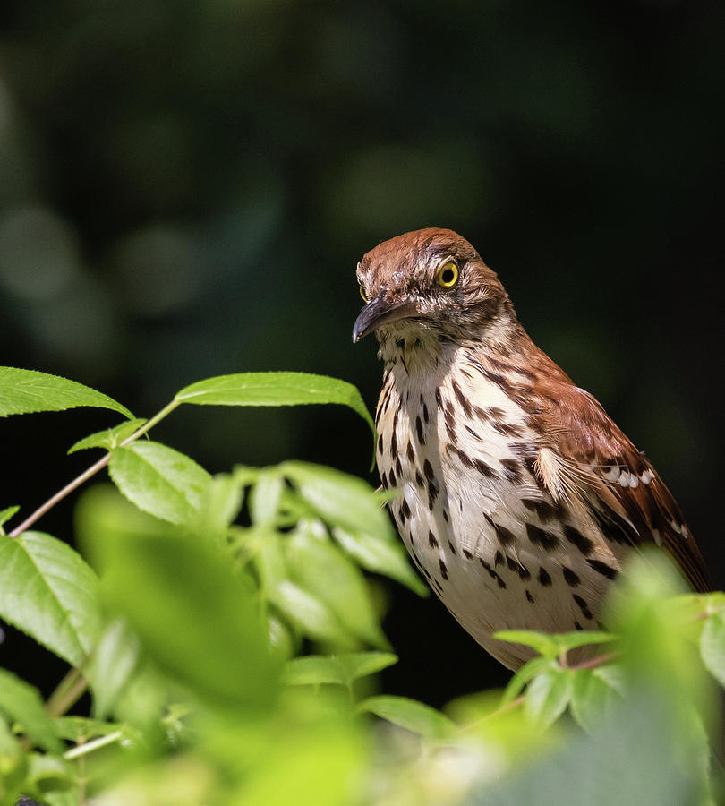 Watchful Eye, Brown Thrasher, Toxostoma rufum Photograph by Christy Cox