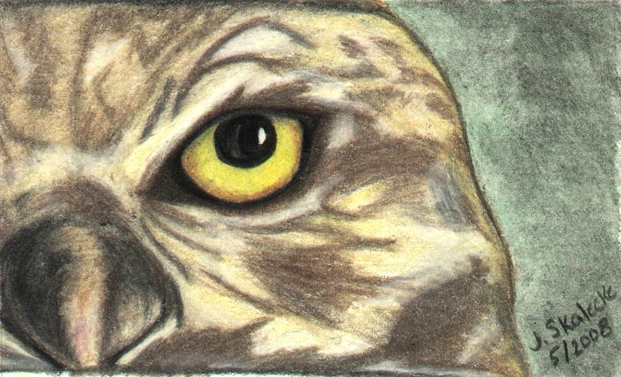 Owl Drawing - Watchful Eye by Jennifer Skalecke