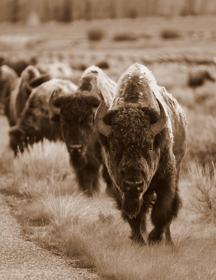 Bison Photograph - Watchful Eyes by Bill Keiran