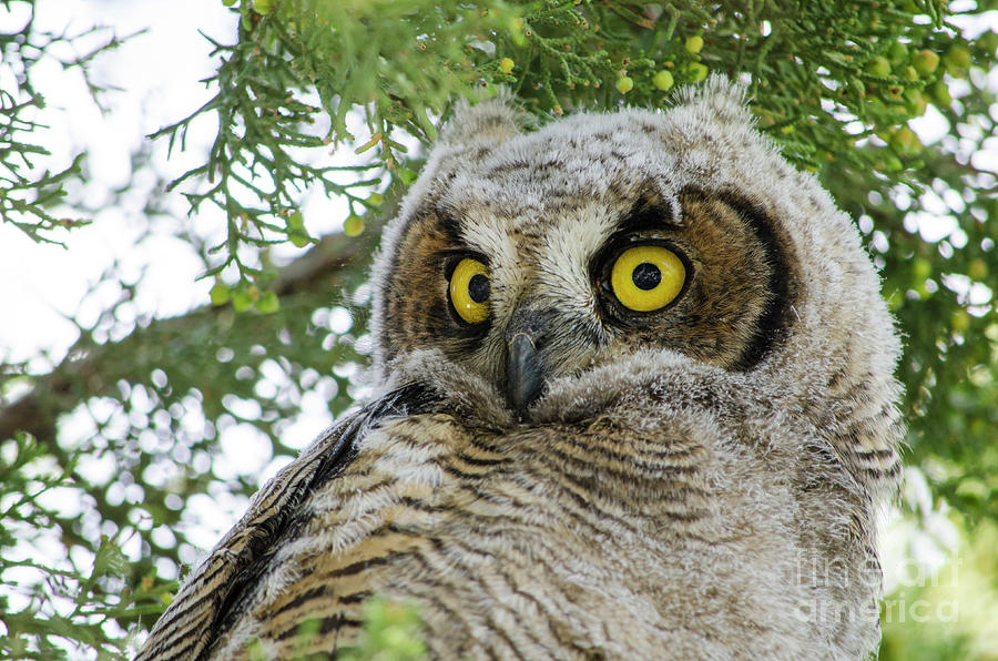 Watchful Eyes Photograph by Maxfield Weakley - Fine Art America