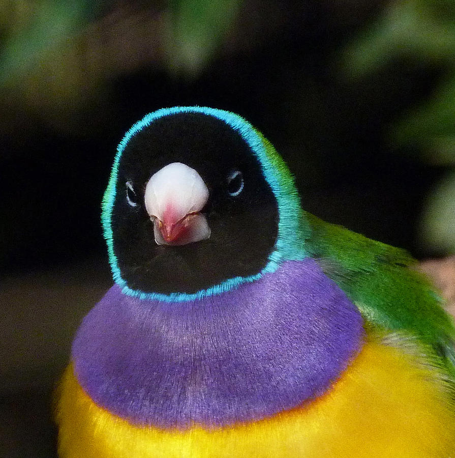 Watchful Gouldian Finch Photograph by Margaret Saheed