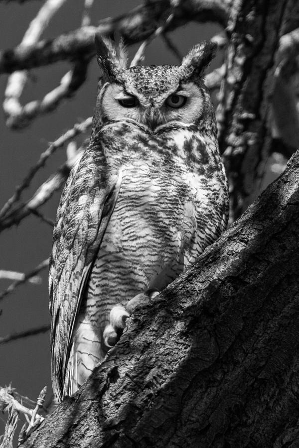 Watchful Great Horned Owl in Black and White Photograph by Tony Hake