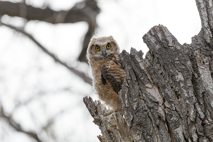 Watchful Great Horned Owl Owlet Photograph by Tony Hake