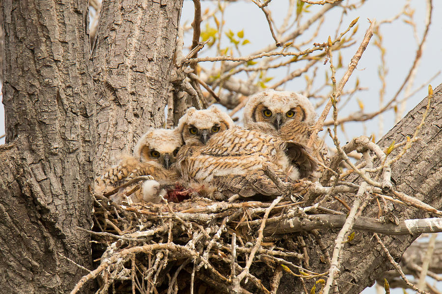 Watchful Great Horned Owl Owlets Photograph by Tony Hake