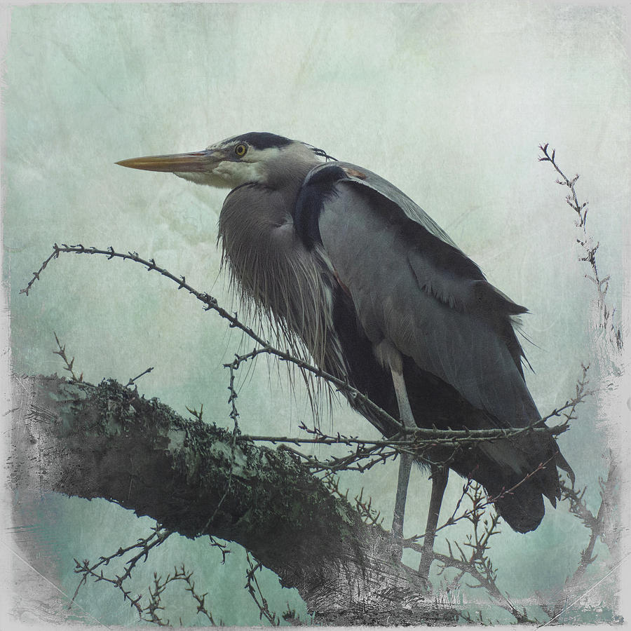Watchful Heron Photograph by Marilyn Wilson