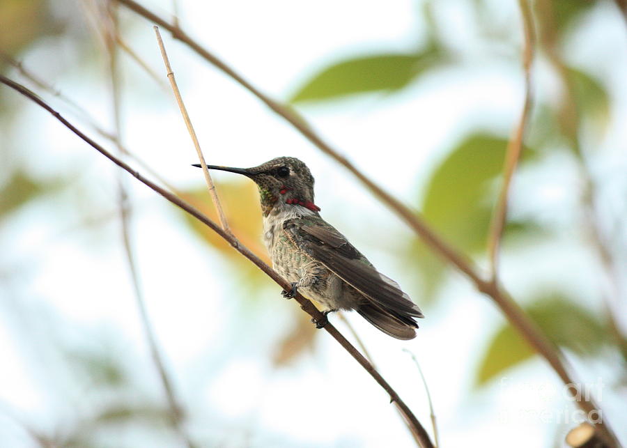Watchful Hummingbird Photograph by Carol Groenen