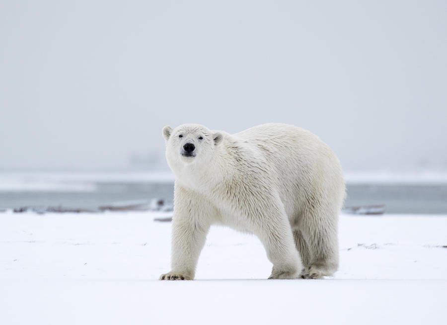 Watchful in the Arctic Photograph by Cheryl Strahl