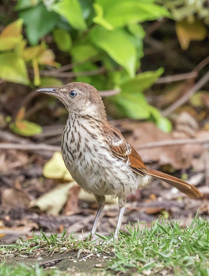 Watchful, Juvenile Brown Thrasher, Toxostoma rufum Photograph by Christy Cox
