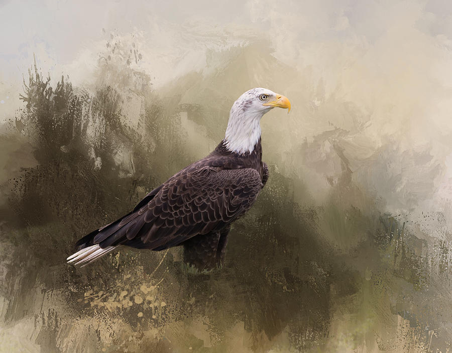 Eagle Photograph - Watchful by Kim Hojnacki