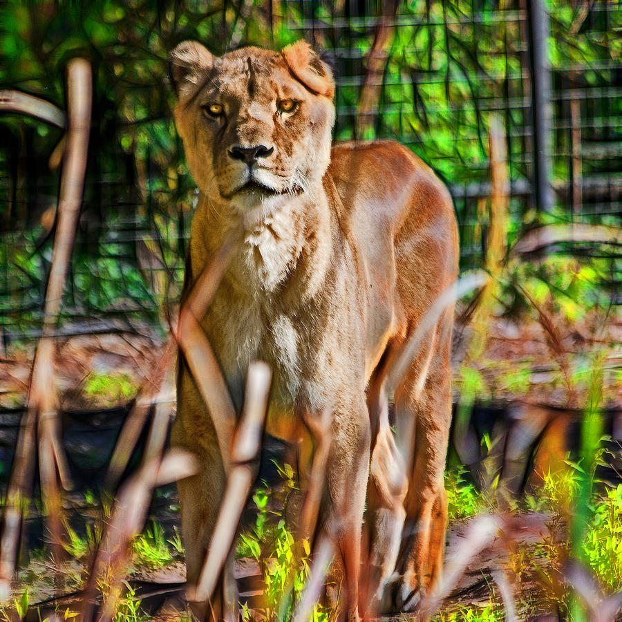 Lioness Photograph - Watchful Lioness by Miroslava Jurcik