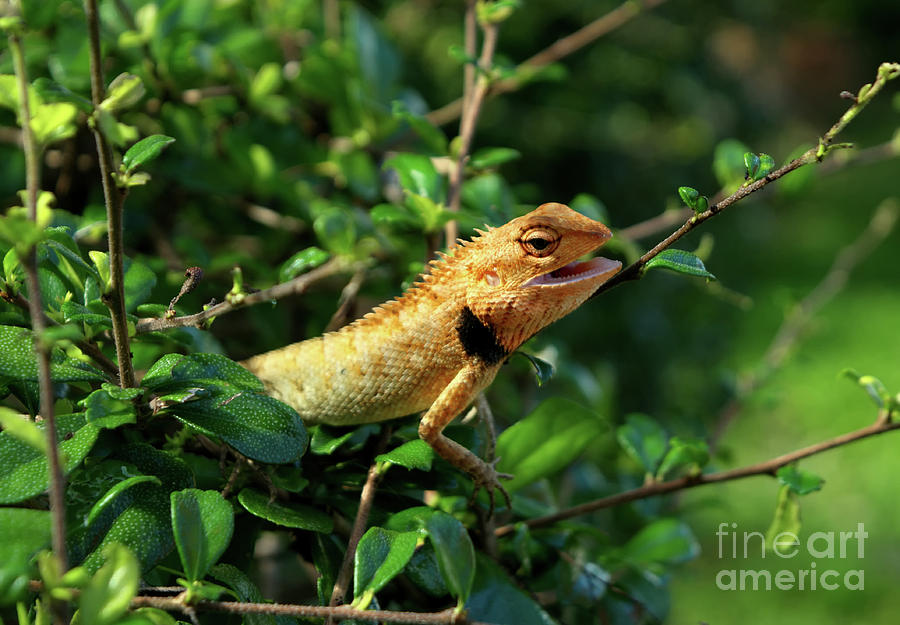 Watchful Lizard Photograph by Michelle Meenawong