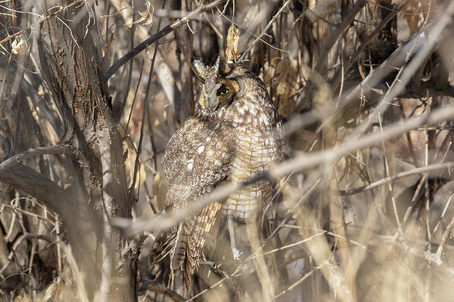 Watchful Long Eared Owl Stays Well Hidden Photograph by Tony Hake