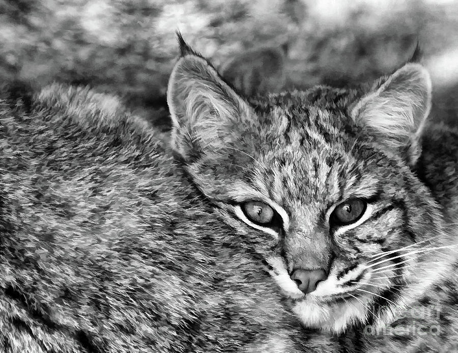 Watchful Lynx Photograph