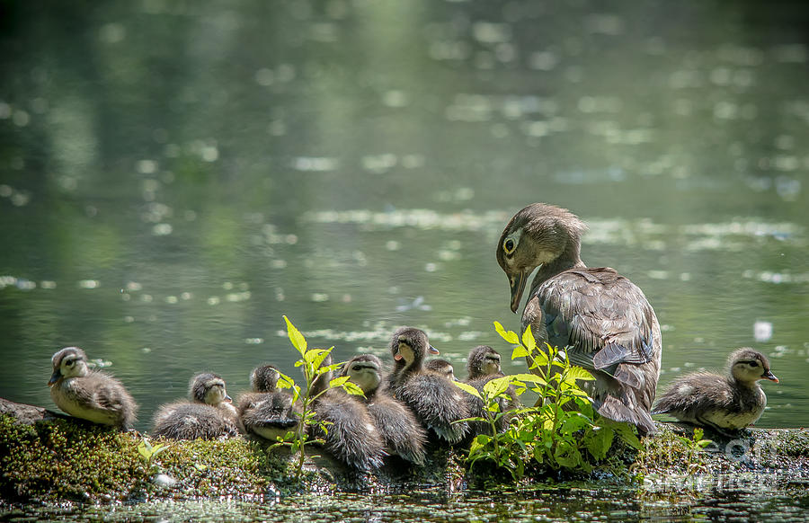 Watchful Mother Wood Duck Photograph by Cheryl Baxter