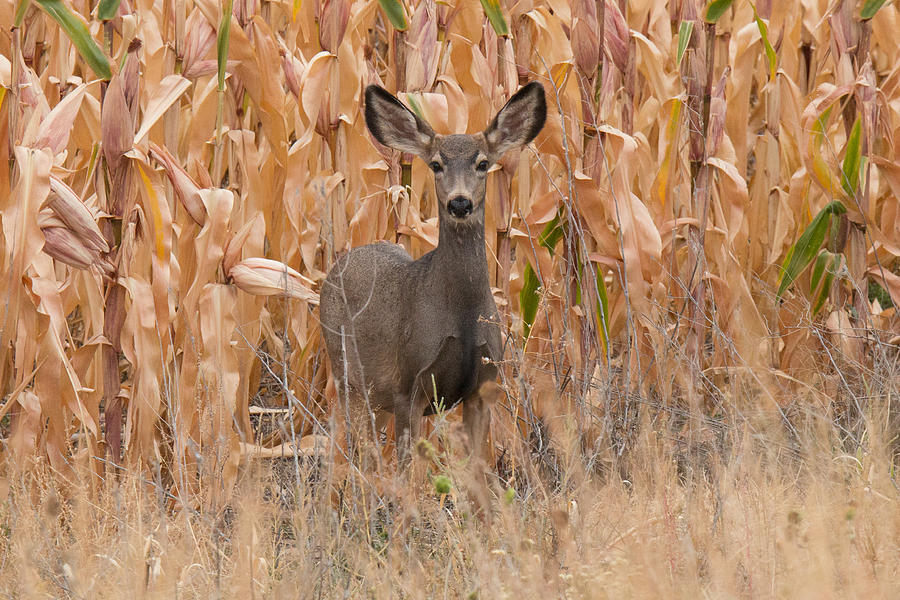 Watchful Mule Deer Doe Photograph by Tony Hake