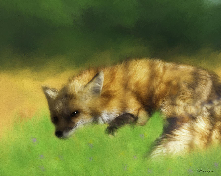 Watchful Napping Fox Photograph by Anna Louise