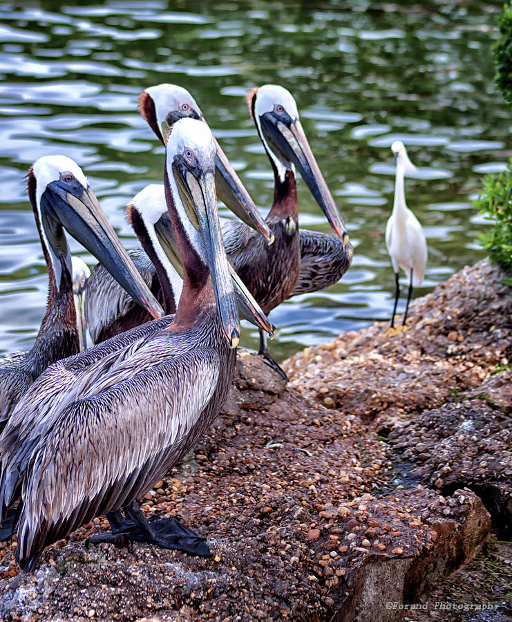 Watchful Pelican Photograph by Debra Forand