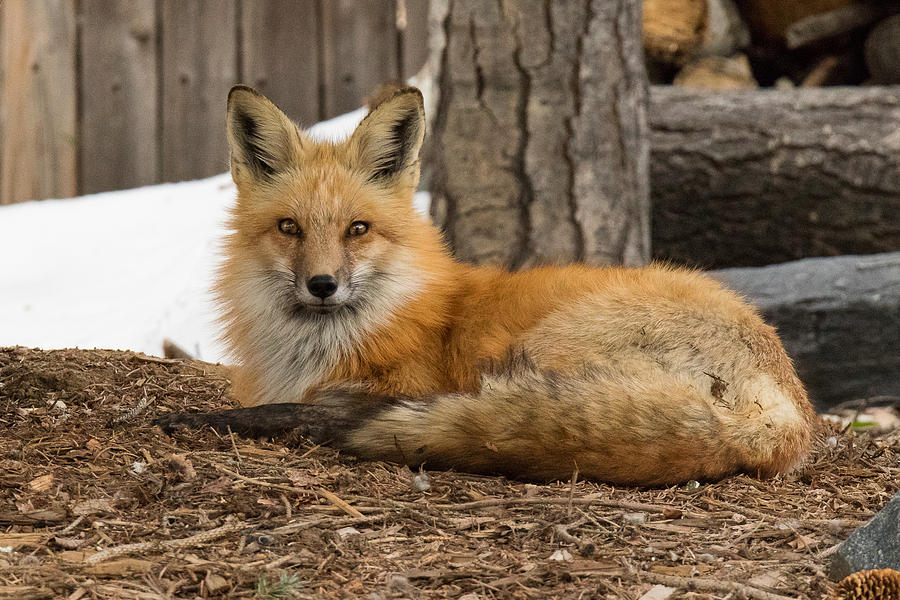 Watchful Red Fox Photograph by Tony Hake
