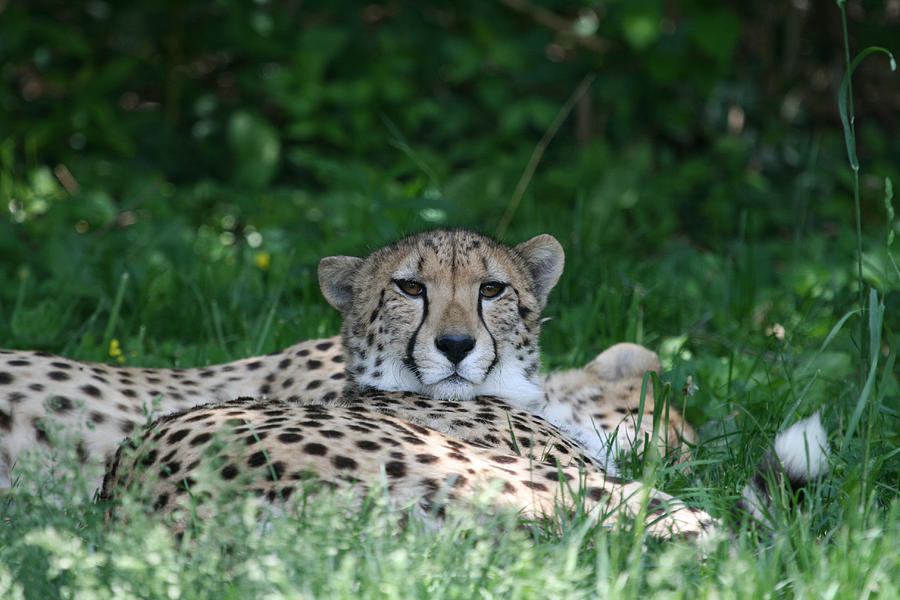 Cheetah Photograph - Watchful Resting by Deborah Molitoris