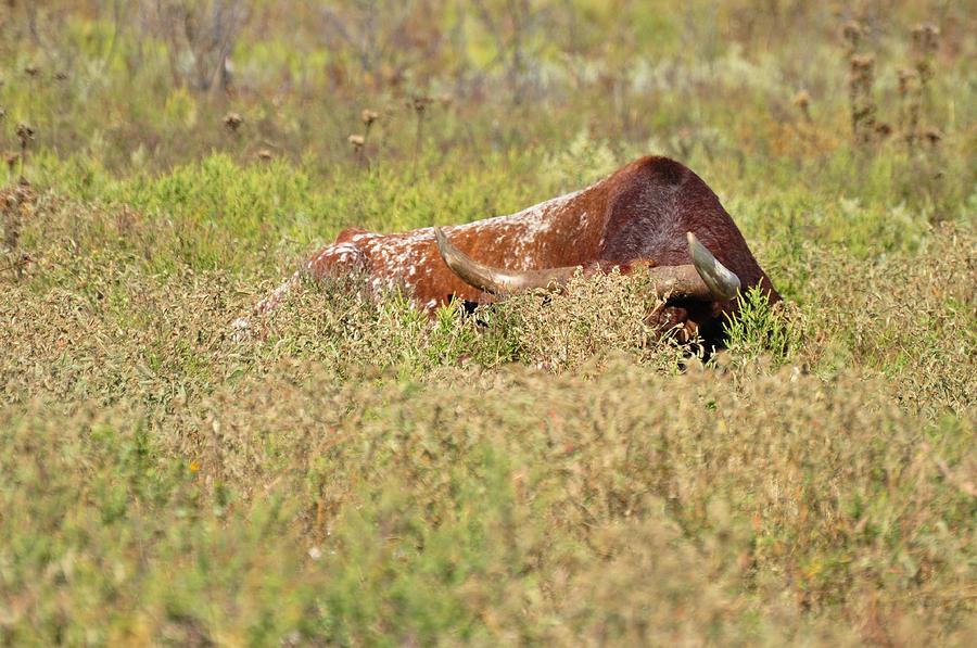 Watchful sleep Photograph by Diana Cannon - Fine Art America