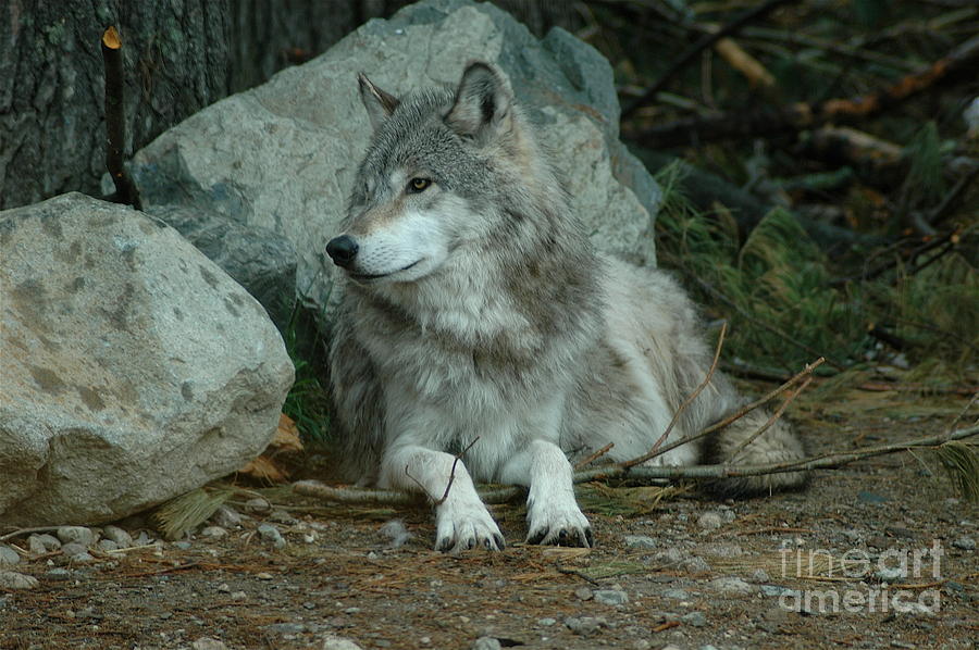 Watchful Wolf Photograph by Sandra Updyke