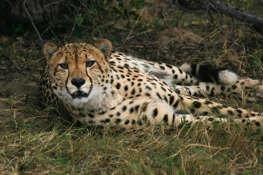Watchfull Cheetah Photograph by Karen Zuk Rosenblatt