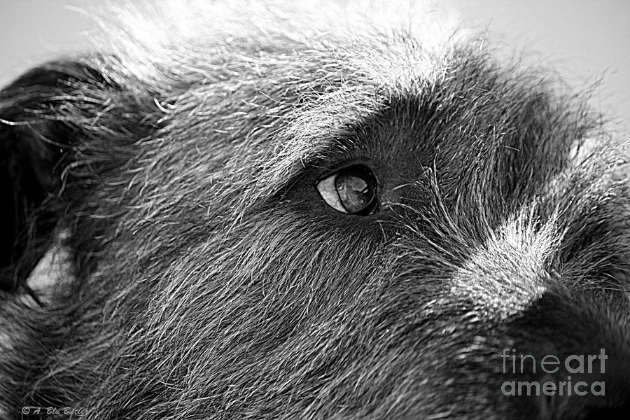 Irish Wolfhounds Photograph - Watchin Bees by Ann Butler